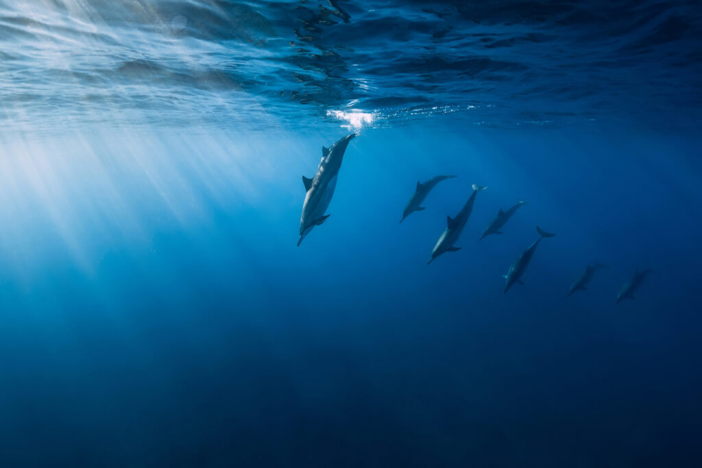 Spinner dolphins underwater in blue ocean. Dolphins dive in Indian ocean